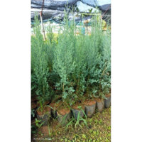 COMBO 2 CÂY HOÀNG ĐÀN TUYẾT LẠNG SƠN (CAO 40-50cm)