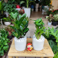 Combo 2 cây ( KIM TIỀN , TRÚC PHÚ QUÝ) kèm chậu sứ để bàn #( Đã bật hoả tốc )