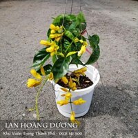 Combo 2 cây Lan hoàng dương, chuỗi ngọc hoa vàng