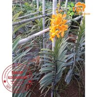 combo 2 cây lan mokara màu vàng nến cây giống