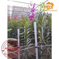 COMBO 2 CÂY LAN MOKARA TÍM CÂY GIỐNG CAO TỪ 25-35CM