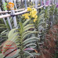 COMBO 2 CÂY LAN MOKARA VÀNG CHANH CÂY CON CAO TỪ 25-35CM