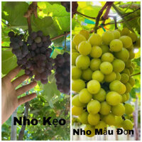 Combo 2 cây mẫu đơn và nho kẹo thơm ngọt trồng chậu thùng xốp leo giàn