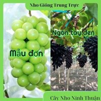 Combo 2 cây ngón tay đen và mẫu đơn không hạt trồng chậu thùng xốp leo giàn