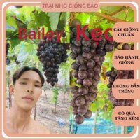 ComBo 2 Cây Nho Kẹo Bailey Leo Giàn Ninh Thuận