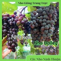 Combo 2 cây nho kẹo và bailey thơm ngọt trồng chậu thùng xốp leo giàn