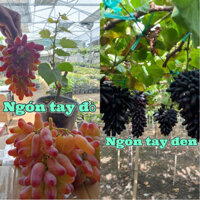 Combo 2 cây nho ngón tay đen và ngón tay đỏ thơm ngọt trồng chậu thùng xốp leo giàn