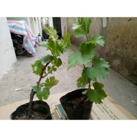 combo 2 cây nho ngón tay - nho Mỹ