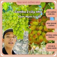 COMBO 2 Cây Nho xanh Nho Ngón Tay Đỏ Ninh Thuận