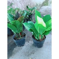 Combo 2 Cây Trầu Bà Đế Vương (vàng, đỏ)