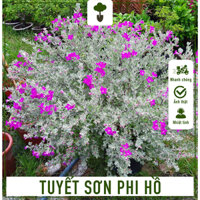 Combo 2 cây Tuyết Sơn Phi Hồ - Cây cao 50-60 cm - Cây trang trí Ngoại thất - Hoa nở rực rỡ