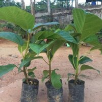 COMBO 2 Cây Vả mật Huế .[ Cây đẹp, lá to, sinh trưởng tốt cho quả sớm, siêu quả như hình ạ ] (frEEship Xtra Plus+)