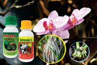 Combo 2 chai phân bón lá sinh học cho hoa Chitosan