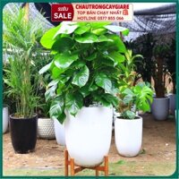 COMBO 2 Chậu Bom Trồng Cây, Chậu Nhựa Giả Sứ Trơn, Trồng Cây Lớn, Hoa, Trong Nhà, Ban Công, Sân Vườn, Chậu cây dẻo dai