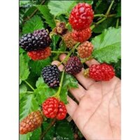 Combo 2 chậu cây MÂM XÔI ĐEN + ĐỎ ( chuẩn giống loại quả to, ngọt)