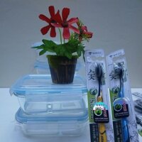Combo 2 hộp đựng cơm 2 ngăn bằng thủy tinh dày chắc chắn[ Tặng cặp bàn chải HQ]