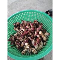 Combo 2 kg củ dong  riềng  đỏ  lh 0355276899