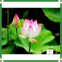 Combo 2 kg lá sen khô thơm ngon