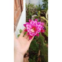 combo 2 Lá cây nhật quỳnh nở hoa ban ngày đẹp (hoa như ảnh)