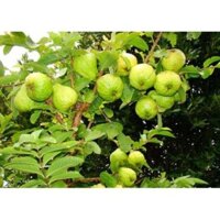 COMBO 2 ỔI ĐÀI LOAN - Hàng cây giống chuẩn F1