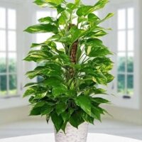 Combo 2 trụ xơ Dừa và 3 cuộn dây thừng cho cây dây leo - Naturalism