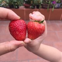 Combo 20 cây Dâu tây giống chịu nhiệt(Nhật Hana)