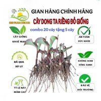 combo 20 cây dong riềng đỏ giống