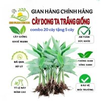 combo 20 cây dong ta dong trắng giống