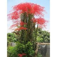 COMBO 20 CÂY GIỐNG LAN PHƯỢNG VỸ ĐỎ