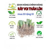 combo 20 cây ráy thân lùn