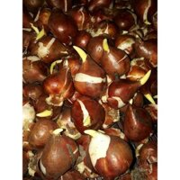 Combo 20 củ hoa tulip nhập khẩu Hà Lan