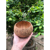 Combo 20 gáo gà đựng thức ăn, nước uống cho gà bằng dừa khô