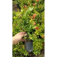 combo 20 trang đỏ ( cây con cao 15 -25cm)