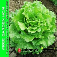 COMBO 200 HẠT GIỐNG XÀ LÁCH BỌC MEN NEVADA – Johnny’s Seed – Mỹ