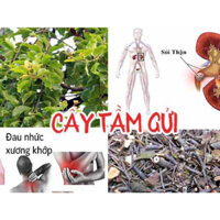 combo 2kg cây tầm gửi gạo