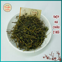 [Combo 2kg] Chó Đẻ Đắng (Diệp Hạ Châu)