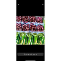 Combo 2KG gồm : [1KG đòng đòng nếp nương + 1KG Ngô tím nữ hoàng] Ngâm sinh tố lúa mạch thơm ngon, hạt giống