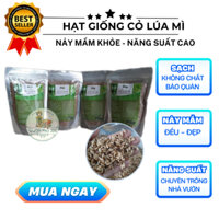 COMBO 2KG hạt giống CỎ LÚA MÌ HỮU CƠ ITALY chất lượng cao