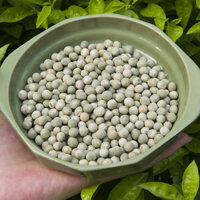 COMBO 2kg HẠT RAU MẦM ĐẬU HÀ LAN / ĐẬU HÀ LAN SẤY KHÔ