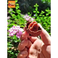 Combo 2kg Vải sấy khô TADA FOODS đặc sản Lục Ngạn-Bắc Giang sx 100% thủ công không chất bảo quản