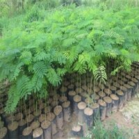 COMBO 3 BẦU CÂY GIỐNG CÂY HOA PHƯỢNG ĐỎ ( HOA PHƯỢNG VỸ ĐỎ)
