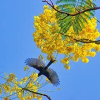 COMBO 3 BẦU CÂY GIỐNG CÂY HOA PHƯỢNG VÀNG SIÊU ĐẸP