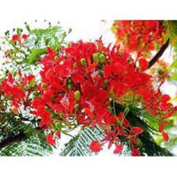 COMBO 3 BẦU CÂY GIỐNG CÂY HOA PHƯỢNG ĐỎ ( HOA PHƯỢNG VỸ ĐỎ) SIÊU ĐẸP