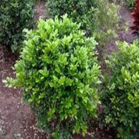COMBO 3 BẦU CÂY NGUYỆT QUẾ GIỐNG SIÊU ĐẸP, HOA SIÊU THƠM
