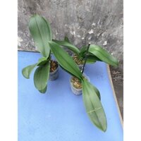 Combo 3 bầu hoa lan Hồ Điệp giống nhiều màu, cây khỏe, đẹp, giá rẻ tại Hà Nội