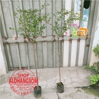 combo 3 cây bàng đài loan cao từ 70-90cm