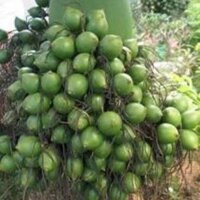 COMBO 3 CÂY CAU LÙN TỨ QUÝ