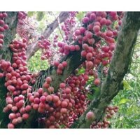 Combo 3 cây dâu da đất