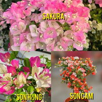 combo 3 cây giâm cành ( sakura- son hồng- son cam) cao 20cm