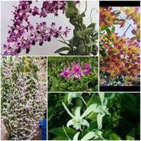 COMBO 3 cây giống dendro nắng thơm đủ màu, siêu hoa, hoa siêu thơm